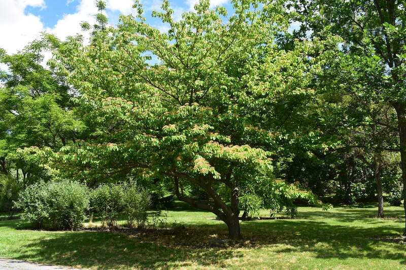 Photograph of a Giant Dogwood, a Borah Foundation Peace Walk Tree planted in commemoration of The Borah Foundation Symposium "Natural Resource Conflict in the 21st Century." 