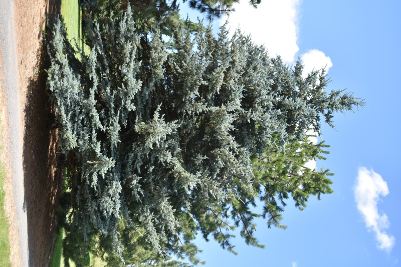 Photograph of a Colorado Spruce, a Borah Foundation Peace Walk Tree planted in commemoration of The Borah Foundation Symposium "Israeli Palestinian Conflict Deep Causes - Lasting Solutions." 
