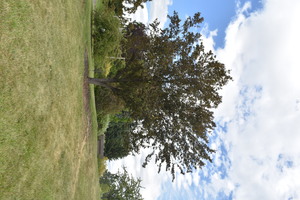Photograph of a Red Barron Crabapple, a Borah Foundation Peace Walk Tree planted in commemoration of The Borah Foundation Symposium "Water & International Conflict." 