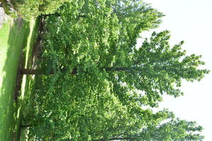 Photograph of a Cucumber Tree, a Borah Foundation Peace Walk Tree planted in commemoration of The Borah Foundation Symposium "Planetary Stewardship: an Interdisciplinary Conference on the Environment." 