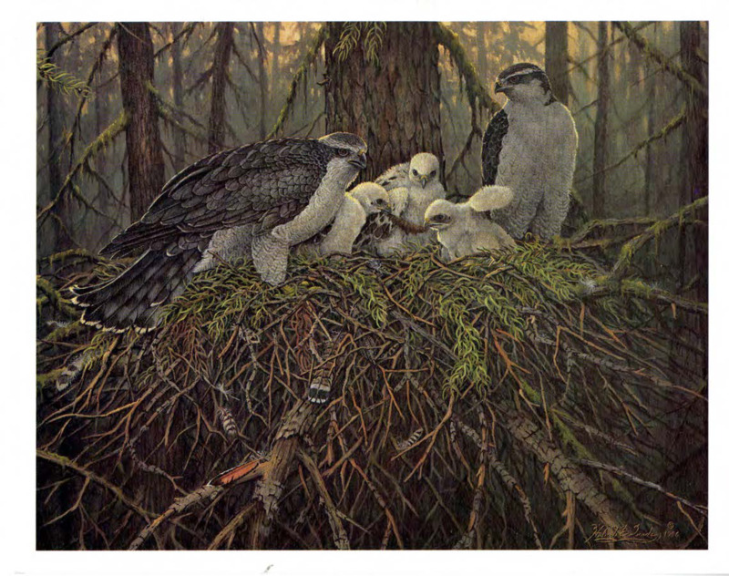 Postcard with an illustration of the North American Goshawk by Hubert E. Quade.