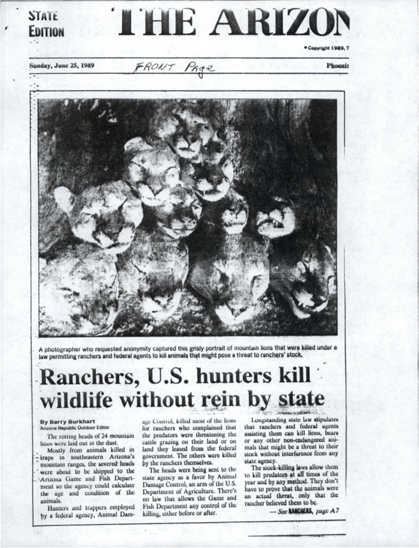 Newspaper Clippings on Cougar Killings. Information including but not limited to stock-killing laws, ranchers, livestock industry, Arizona Animal Damage Control, bear killings, herd management, and conservationists.