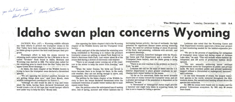 Newspaper clippings about swans, "Idaho swan plan concerns Wyoming" and "Conservationists fight for trumpeter swans." The clippings' information includes but is not limited to a threatened species status, reservoir, Wyoming Chapter of The Wildlife Society, and Endangered Species Act.