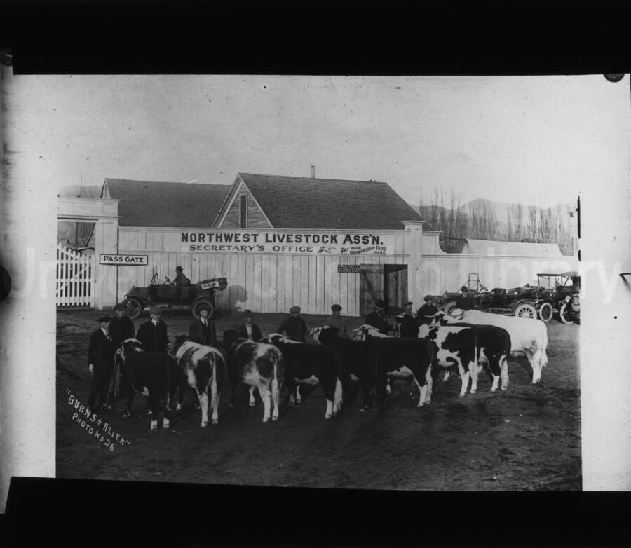 Northwest Livestock Association. Men and cattle in front of a building before entering to show cattle.
