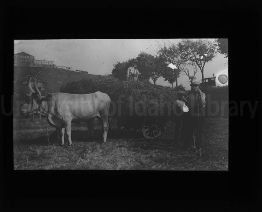 Men and boys loading a bullock cart pulled by two oxen. (1 duplicate.)
