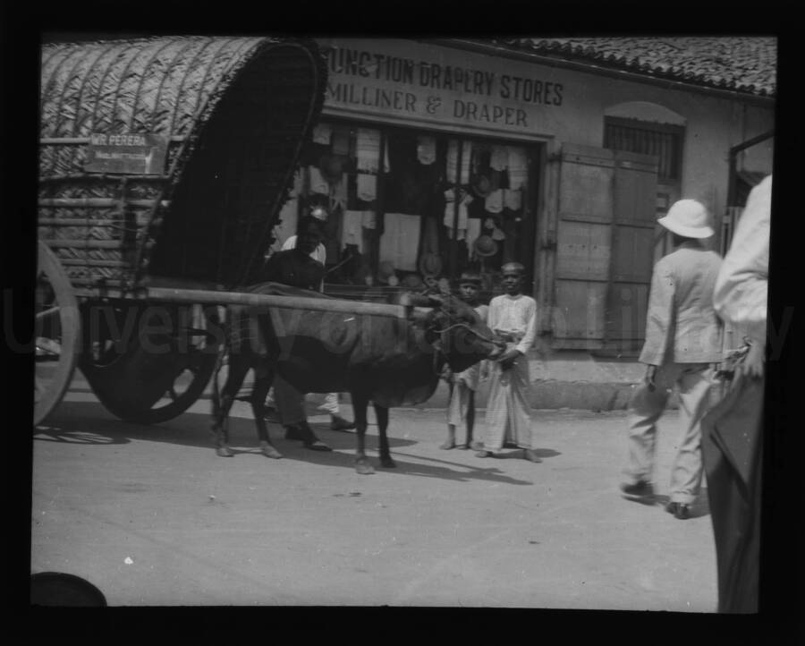 Bullock cart pulled by an ox, in front of a drapery store. A sign on the cart reads: W. R. Perera.