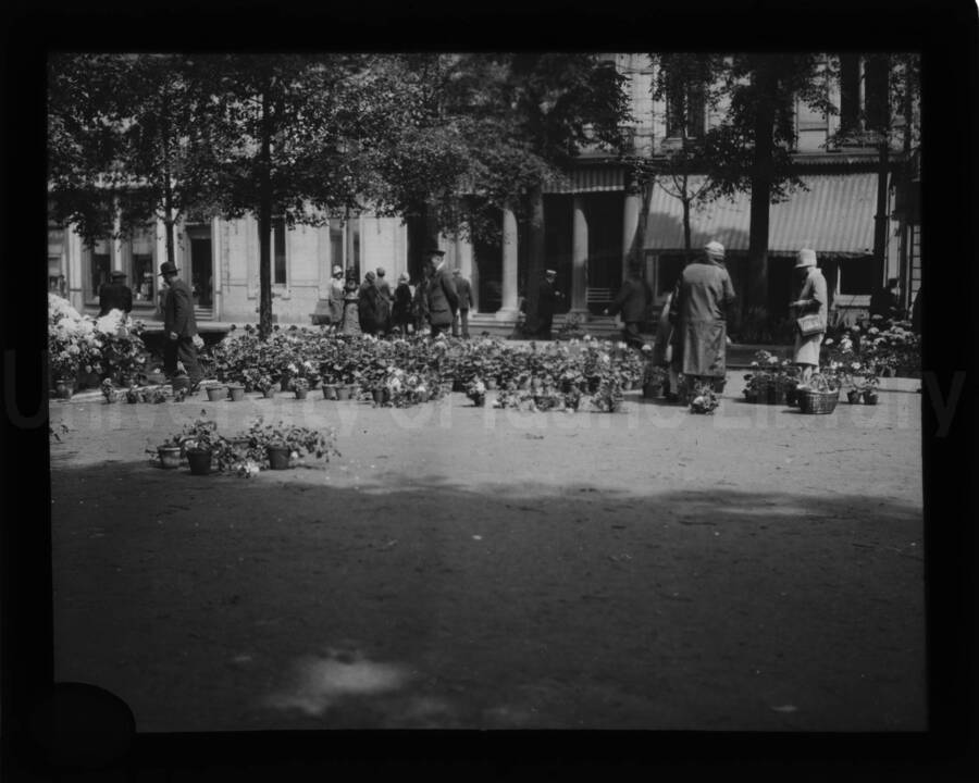 People looking at pots of plants and flowers arranged on the ground on a street.