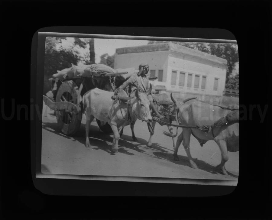 A loaded bullock cart pulled by three oxen, with driver.