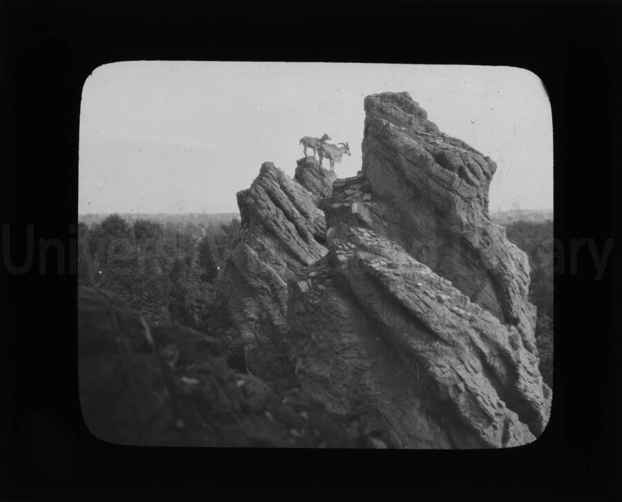 Two goats on a steep rock.