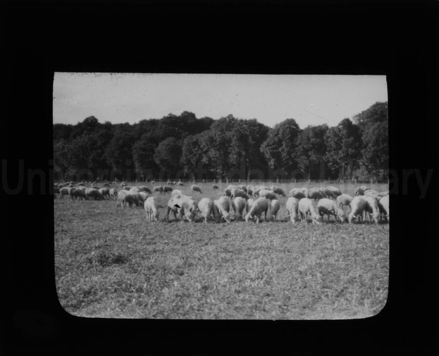 Sheep grazing in a pasture; the edge of the fenced field is visible in the background.