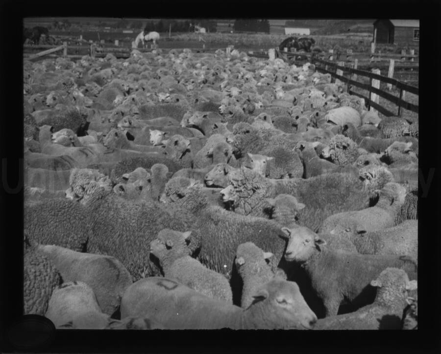 Sheep in a corral prior to being shorn.
