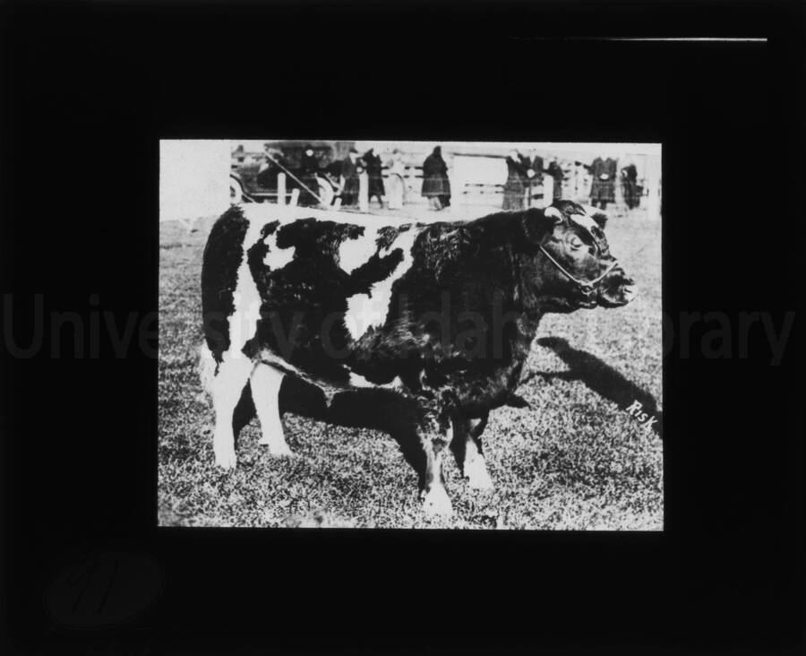 A bull beef cow at the University of Idaho farms.