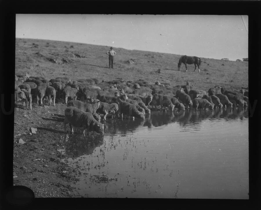 A shepherd observes a flock of sheep drinking water out of stream, while a horse grazes nearby.