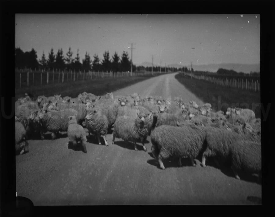 A flock of sheep on a road in an unknown location.