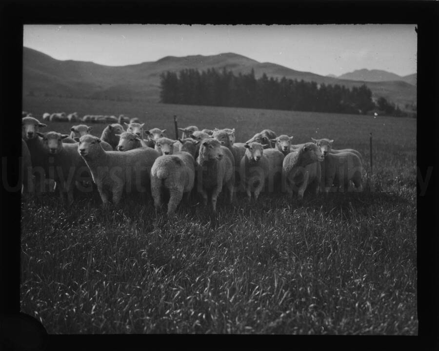 Flock of sheep grazing in an open pasture.