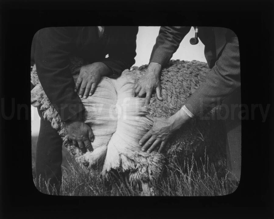 Two men holding open the wool of a merino sheep to show the interior of the coat.