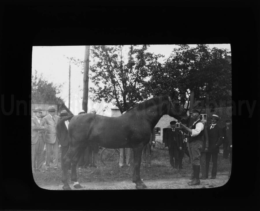 Men judging a horse, likely for breeding consideration.