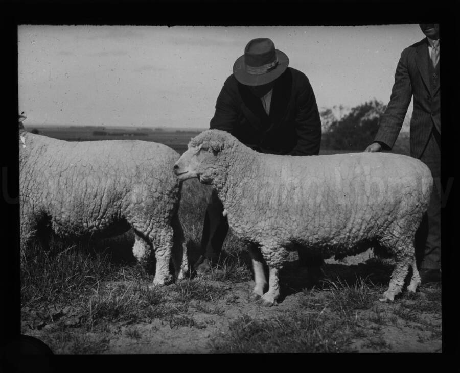 Two men stand showing two sheep. one man is seen leaning over to assess the sheep only partially in frame, while the other braces the sheep that is fully in frame.