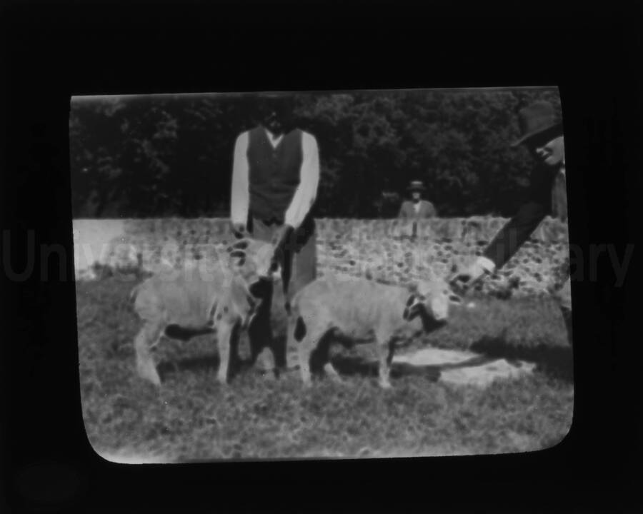 Two men hold two goats for a picture while a third man watches from behind a stone fence.