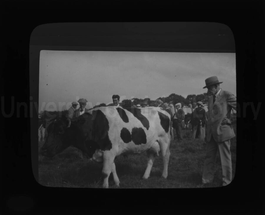 Men observing a dairy cow, likely for purchasing consideration.