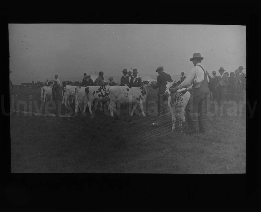 Showing cattle at an exhibition at the University of Idaho.