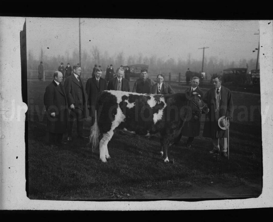 Men judging a cow during an exhibition.