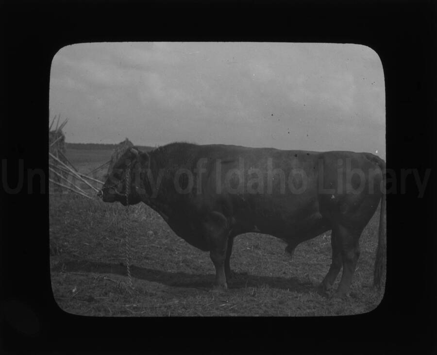 A bull at the University of Idaho Agricultural Department.