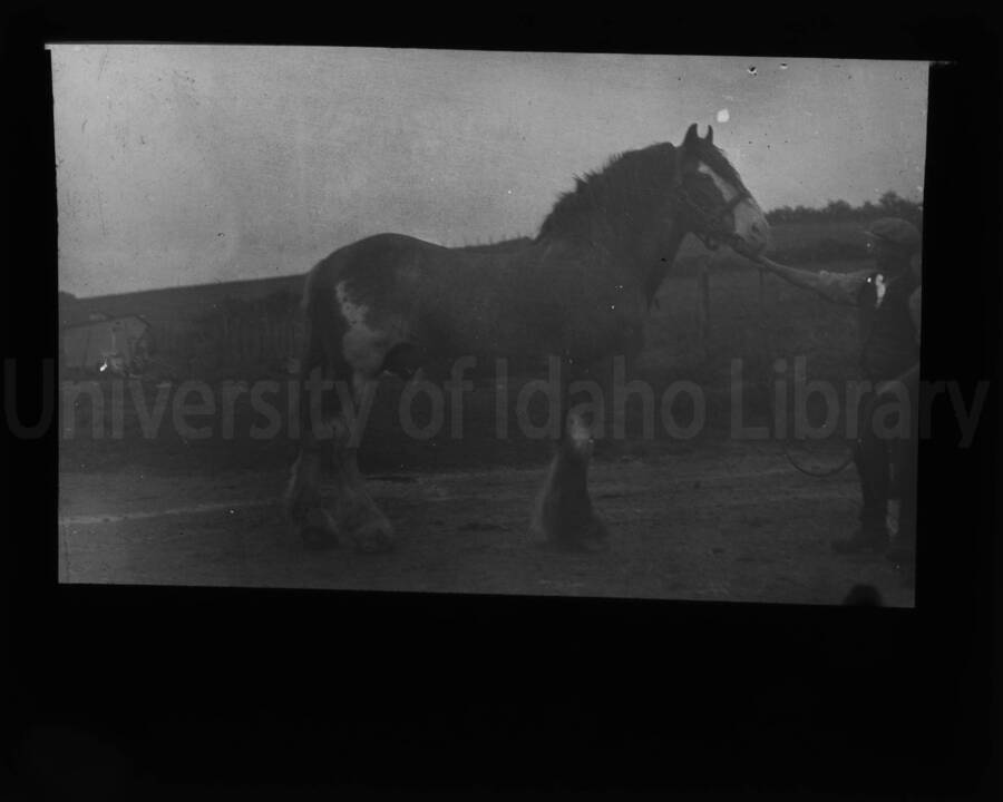 An unidentified man holding the bridle of a draft horse.