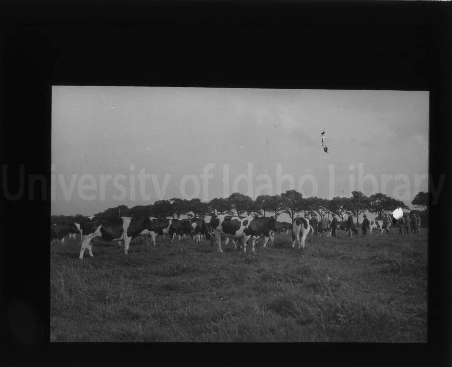 Men stand and observe dairy cows in a field.