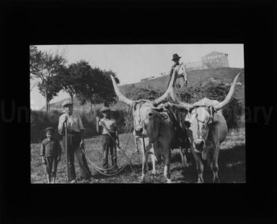 Men and boys posing by a bullock cart pulled by two oxen.