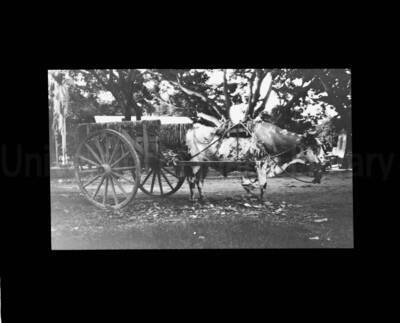 Bullock cart pulled by an ox.