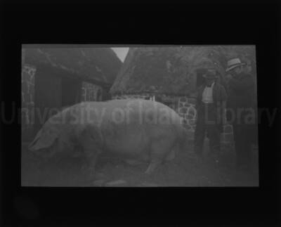 Men observing a pig, likely for purchasing consideration. (1 duplicate.)