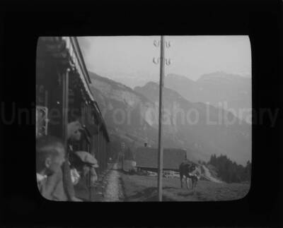 Passengers in a train looking at a cow through the windows of a passenger train.