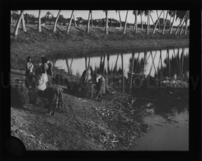 Women working on a shore, with bundles of an unidentified plant material near the water.