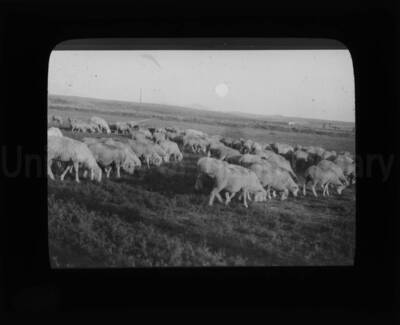 Sheep grazing in a pasture.