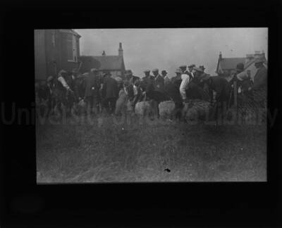Participants and animals lining up for a sheep showing event.