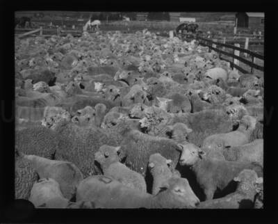 Sheep in a corral prior to being shorn.