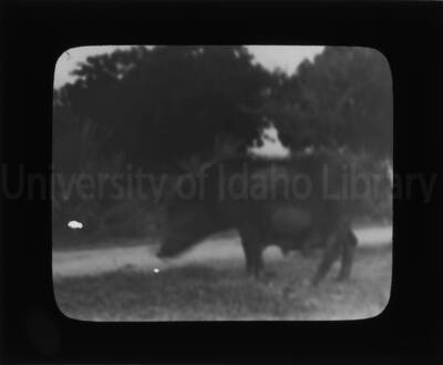 A boar grazes in a field.