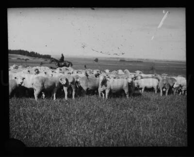 A shepherd mounted on a horse tends to a flock of sheep.