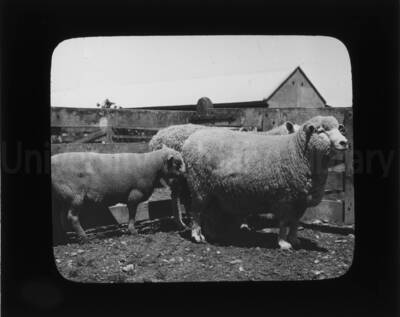 Sheep in a corral prior to shearing and after.