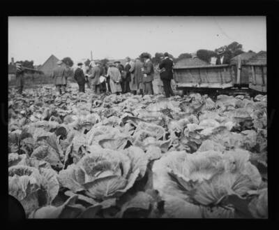 Men are gathered in the fields of a cabbage farm.