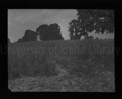 A field of wheat or other crop growing in an unknown location.