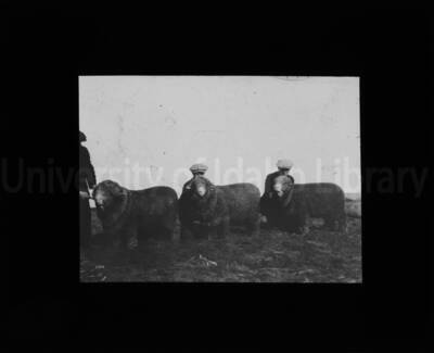 Rambouillet sheep showing.