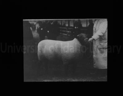 An unidentified individual participating in a sheep showing event.