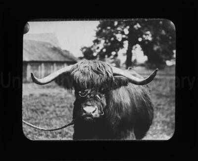 Scottish Highland Cattle, or Kyloe, ready to be shown.