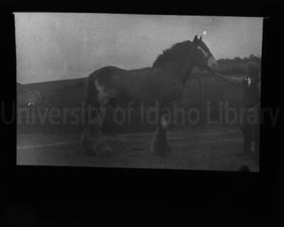 An unidentified man holding the bridle of a draft horse.