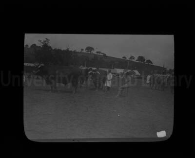 Showing cattle at an exhibition at the University of Idaho. The breeder can be seen sitting on a stick while the judge assess the steer.