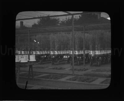 Plants in numbered containers to be transplanted.