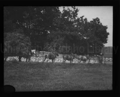 A heavily loaded two-wheeled carriage pulled by an in-line team of four horses.