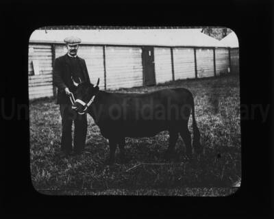 A man and a young cow outside a barn in an unknown location.